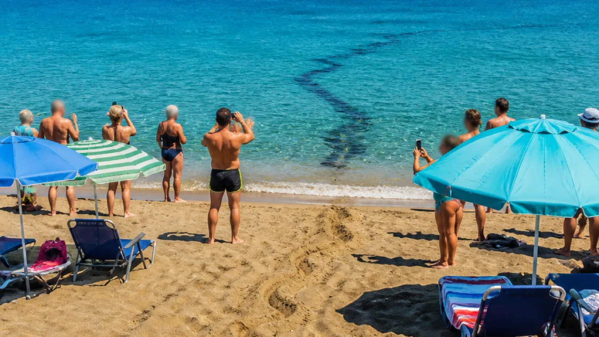 Αναστάτωση στην παραλία Κυμάσι: φίδι αναδύθηκε από την άμμο και έτρεξε προς τη θάλασσα