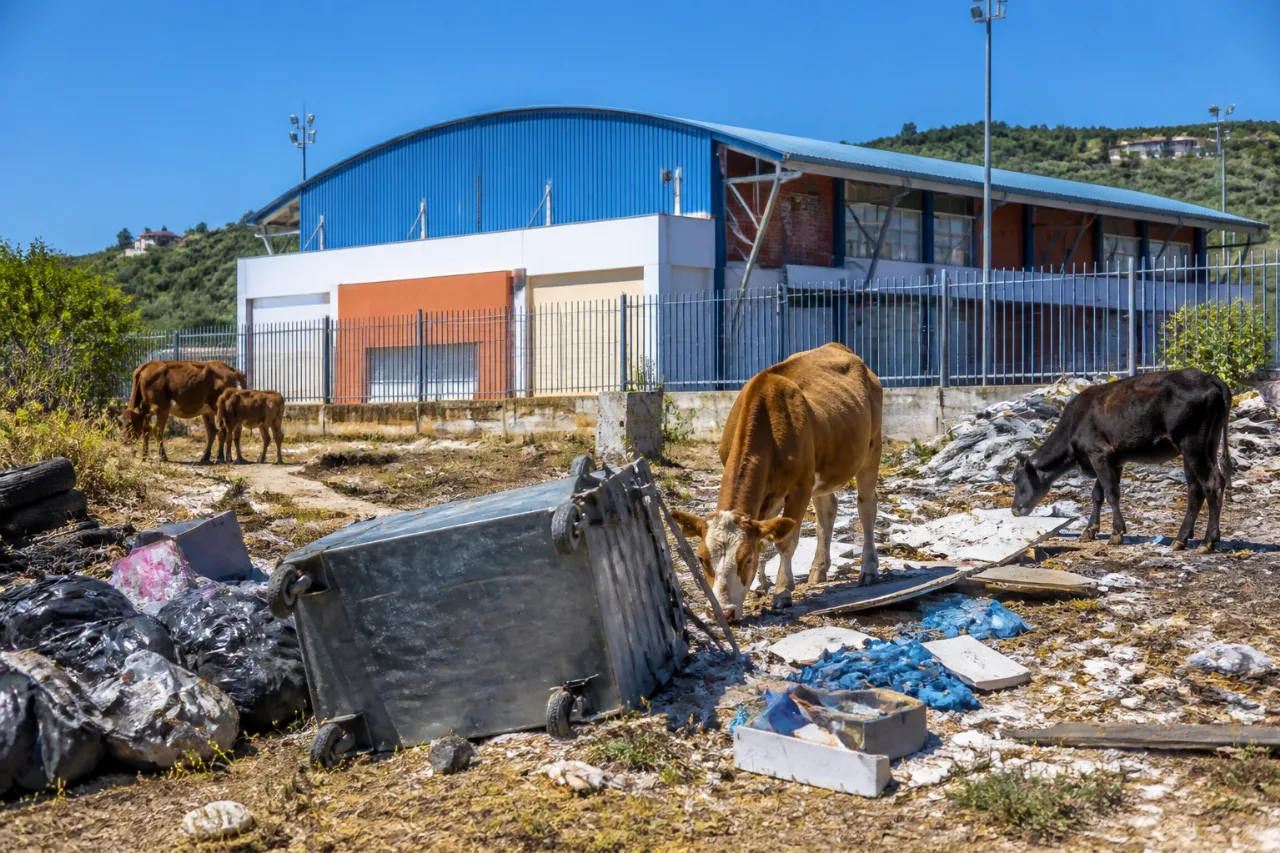 Ανεξέλεγκτοι μπαζότοποι και ζώα ανάμεσα σε σκουπίδια κοντά στο κλειστό γυμναστήριο Νικήτης