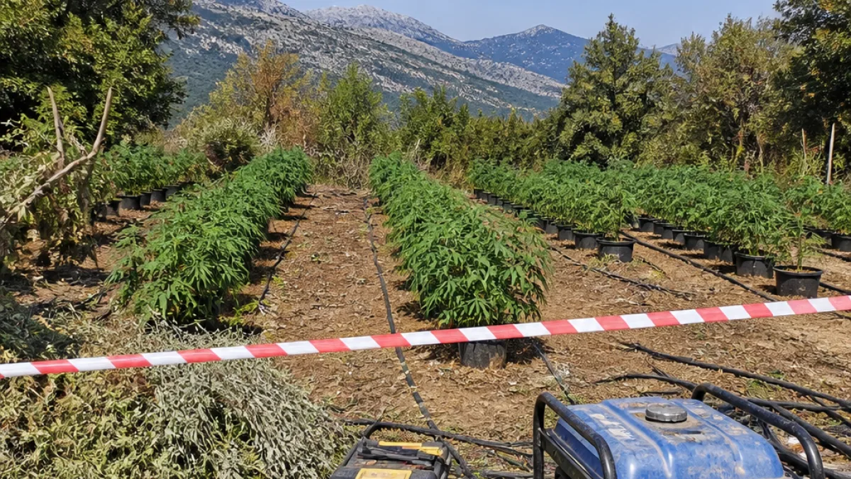 Εντοπίστηκε μεγάλη φυτεία με 821 δενδρύλλια κάνναβης στη Δημοτική Ενότητα Σελλών