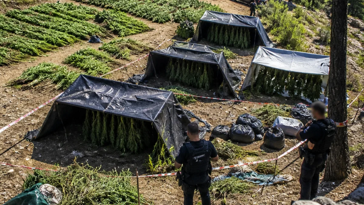 Εξαρθρώθηκε μεγάλη φυτεία με 4.670 δενδρύλλια στον Καλλλίδρομο — τρεις συλλήψεις