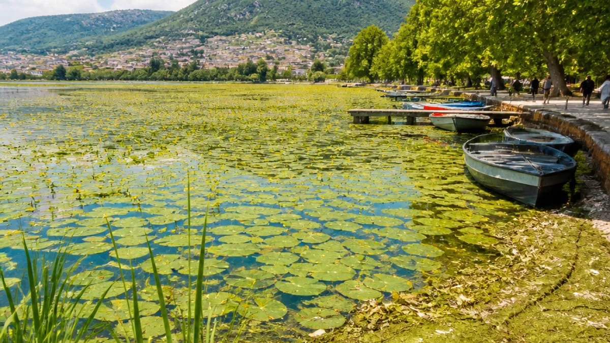 Κίτρινα νούφαρα «σχηματίζουν» τεράστιο χαλί στην Παμβώτιδα — τι σημαίνει για τη λίμνη