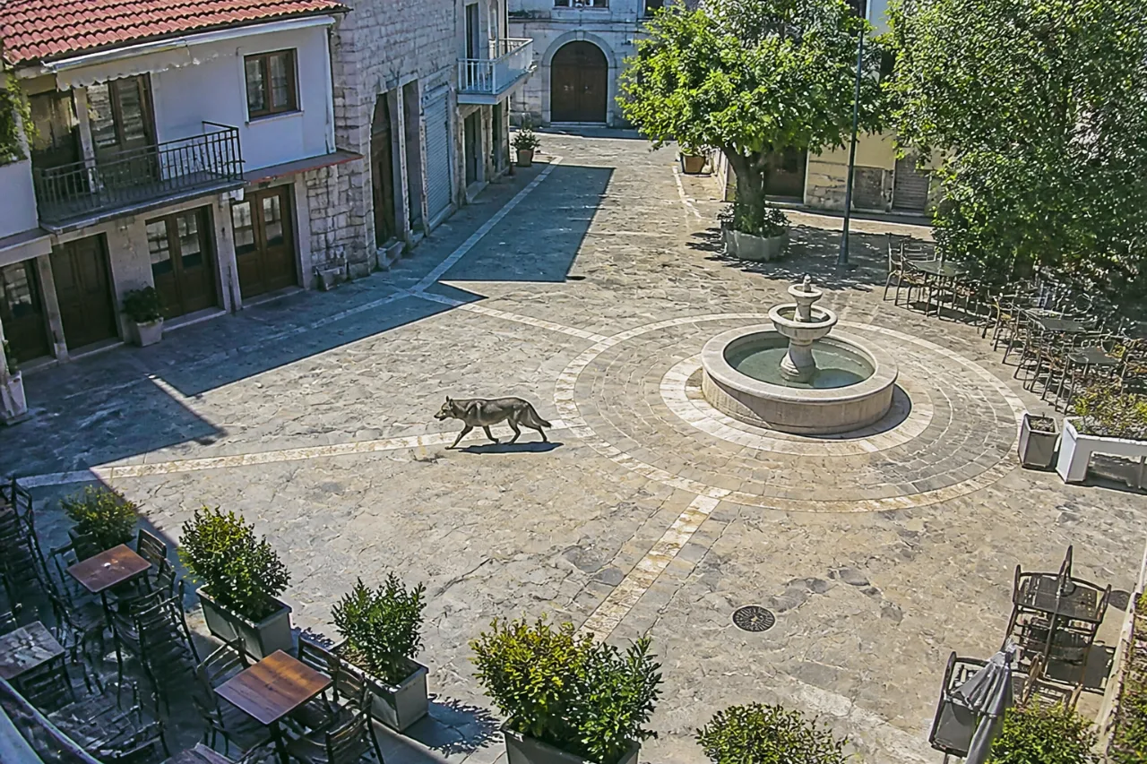 Λύκος καταγράφηκε στην κεντρική πλατεία του Ακραίφνιου – ανησυχία για κατοίκους και κατοικίδια