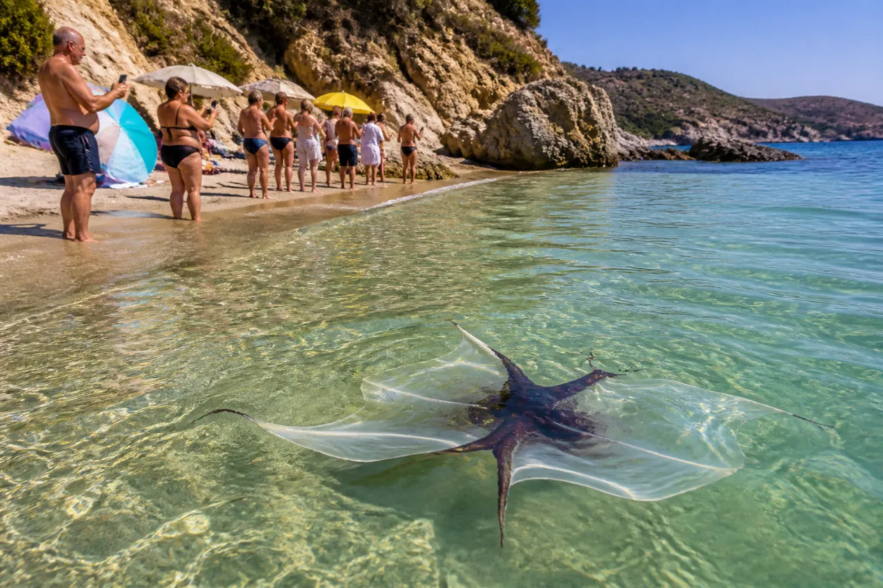 Σπάνιο χταπόδι «σεντόνι» εμφανίστηκε στα ρηχά του Αλμυροπόταμου και μάγεψε τους λουόμενους